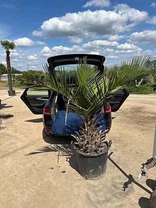 Jubaea Chilensis Palm Tree - plant pots uk