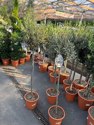 Olive Tree 5 ft - plant pots uk