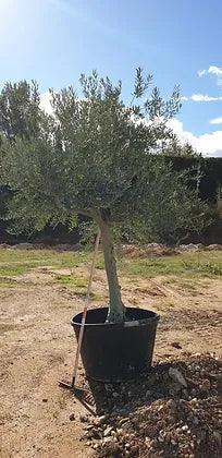 Olive Tree 7-8 ft - plant pots uk