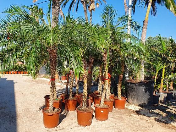 PHOENIX ROEBELENII - plant pots uk