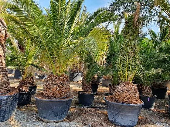 Phoenix Canariensis Date Palm Trees - plant pots uk