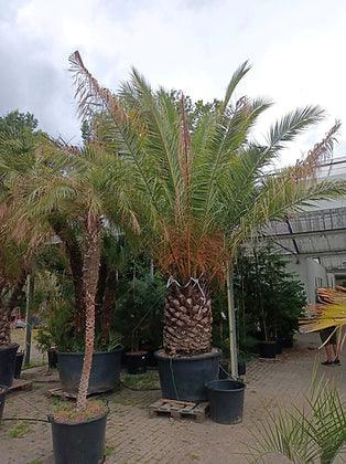 Phoenix Canariensis Date Palm Trees - plant pots uk