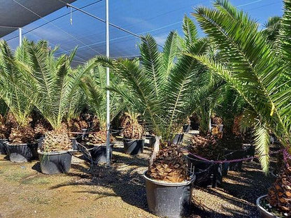 Phoenix Canariensis Date Palm Trees - plant pots uk