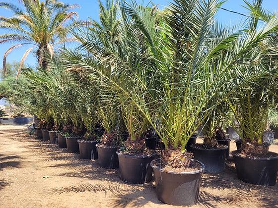 Phoenix Canariensis Date Palm Trees - plant pots uk