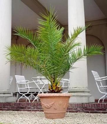 Phoenix Canariensis Date Palm Trees - plant pots uk