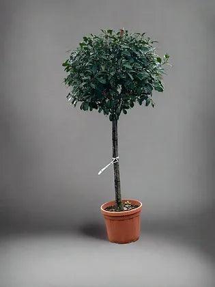 Premium Photinia Red Robin Tree - plant pots uk