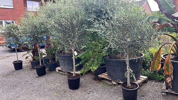 Standard olive tree 6-7 ft - plant pots uk