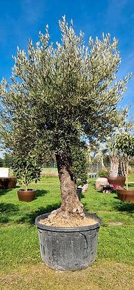 Tall Olive tree 12-13 ft - plant pots uk