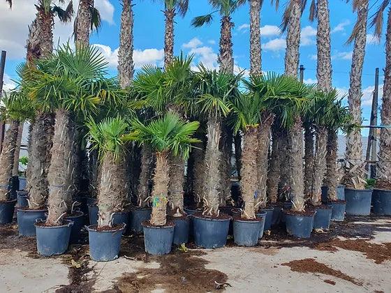 Trachycarpus Fortunei Palm Tree - plant pots uk