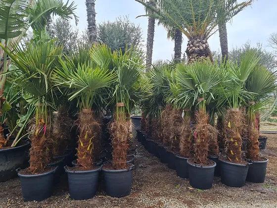 Trachycarpus Fortunei Palm Tree - plant pots uk