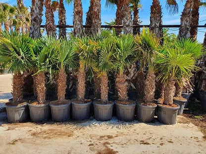 Trachycarpus Fortunei Palm Tree - plant pots uk