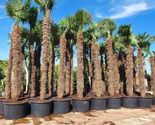 Trachycarpus Fortunei Palm Tree - plant pots uk