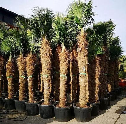 Trachycarpus Fortunei Palm Tree - plant pots uk