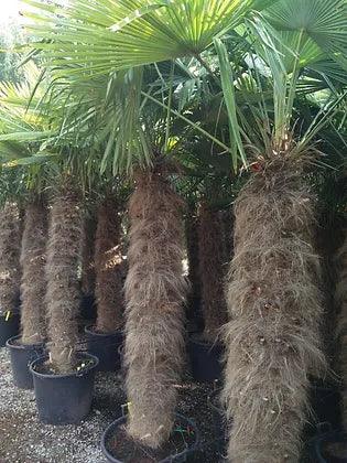 Trachycarpus Fortunei Palm Tree - plant pots uk