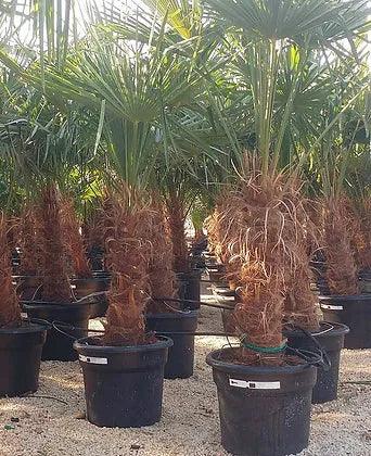 Trachycarpus Fortunei Palm Tree - plant pots uk