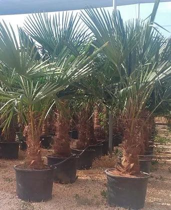 Trachycarpus Fortunei Palm Tree - plant pots uk