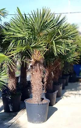 Trachycarpus Fortunei Palm Tree - plant pots uk