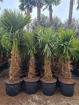 Trachycarpus Fortunei Palm Tree - plant pots uk