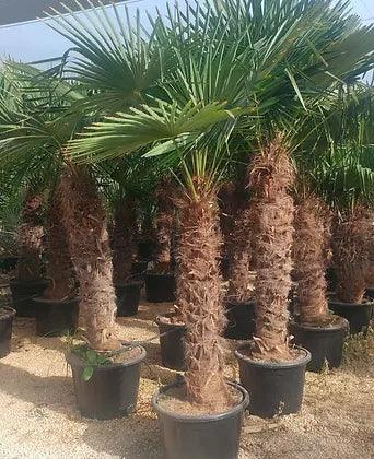 Trachycarpus Fortunei Palm Tree - plant pots uk