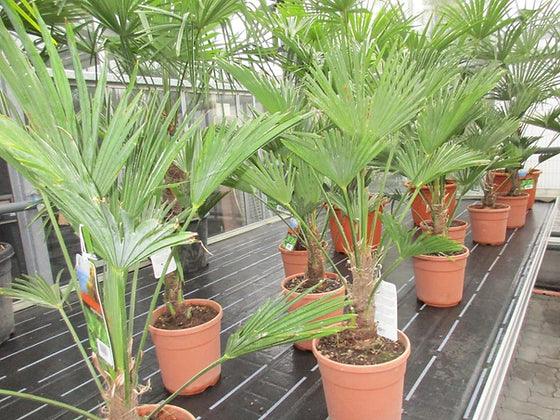 Trachycarpus wagnerianus Palm Tree - plant pots uk