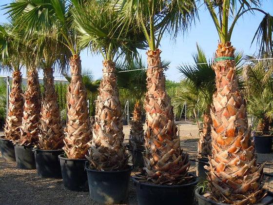 Washingtonia Robusta palm tree - plant pots uk