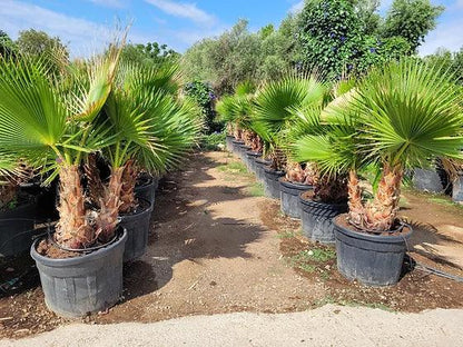 Washingtonia Robusta palm tree - plant pots uk