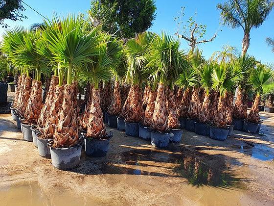 Washingtonia Robusta palm tree - plant pots uk