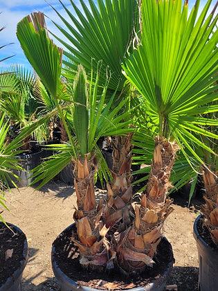 Washingtonia Robusta palm tree - plant pots uk