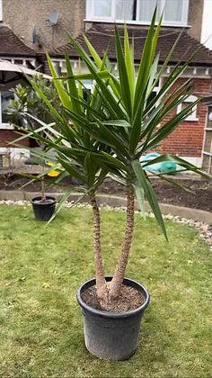 Yucca Elephantipes palm tree (Spineless Yucca) - plant pots uk