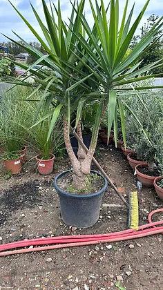 Yucca Elephantipes palm tree (Spineless Yucca) - plant pots uk