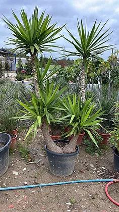 Yucca Elephantipes palm tree (Spineless Yucca) - plant pots uk