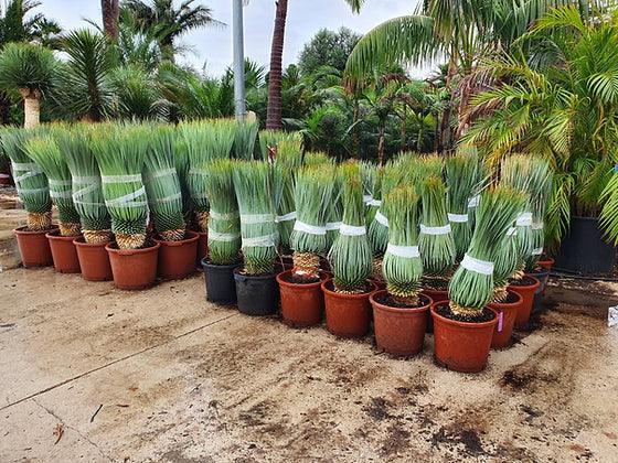 Yucca Rostrata - plant pots uk