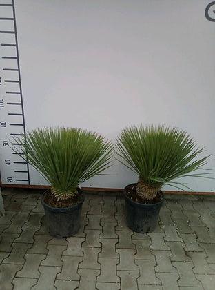 Yucca Rostrata - plant pots uk