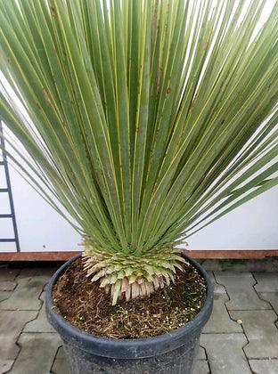 Yucca Rostrata - plant pots uk