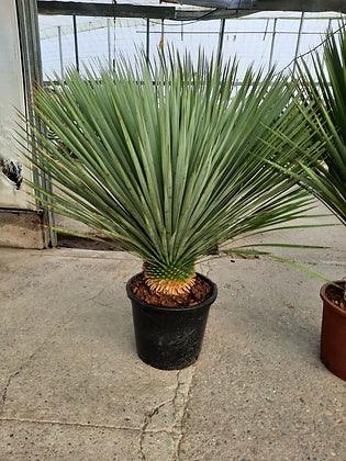 Yucca Rostrata - plant pots uk