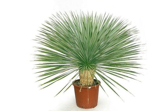 Yucca Rostrata - plant pots uk