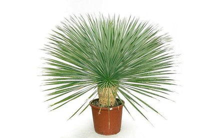 Yucca Rostrata - plant pots uk