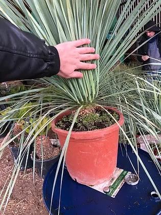 Yucca Rostrata - plant pots uk