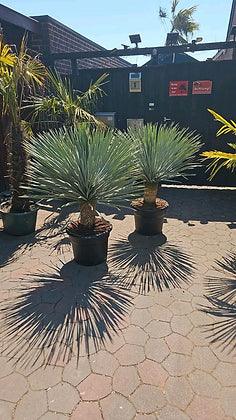 Yucca Rostrata - plant pots uk