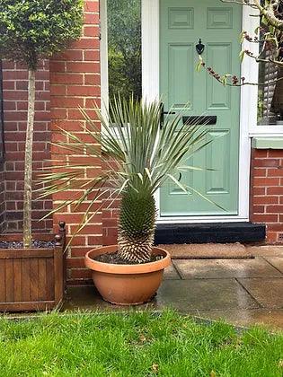 Yucca Rostrata - plant pots uk